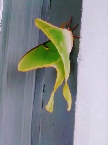 North American Luna Moth photograph by the iNaturalist community