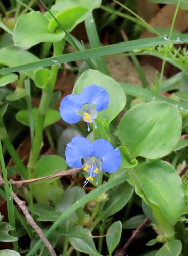 Commelina benghalensis observed 2026-10-23