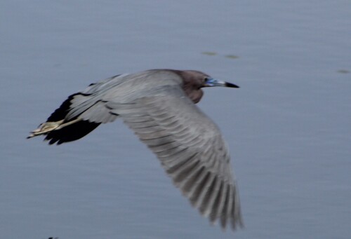 iNaturalist image