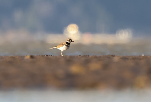 Killdeer photograph by the iNaturalist community