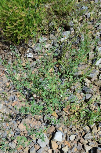 Erect Knotweed