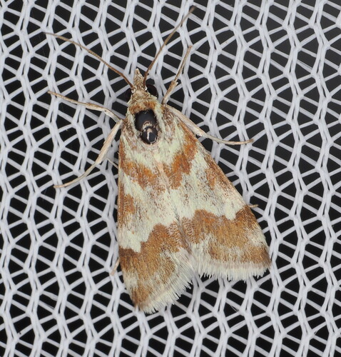 Rufous-banded Crambid Moth