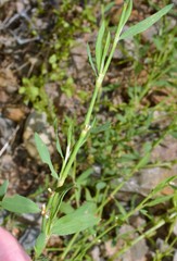 Polygonum ramosissimum
