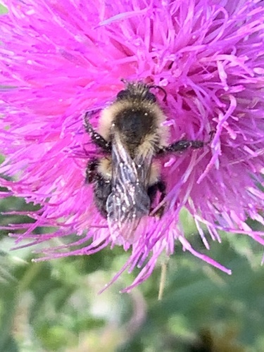 Common Eastern Bumble Bee photograph by the iNaturalist community