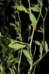 Polygonum ramosissimum
