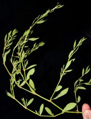 Polygonum ramosissimum