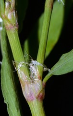Polygonum ramosissimum