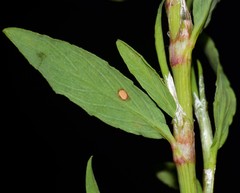 Polygonum ramosissimum