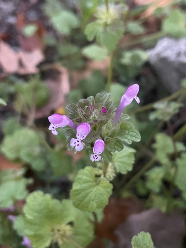 henbit deadnettle photograph by the iNaturalist community
