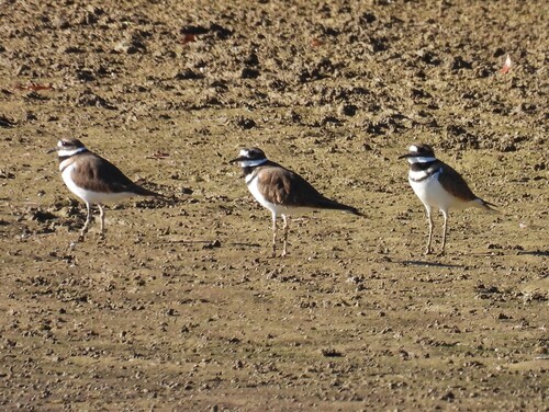 Killdeer photograph by the iNaturalist community