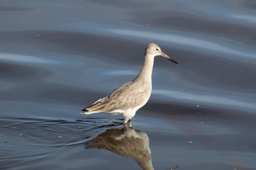 Willet photograph by the iNaturalist community