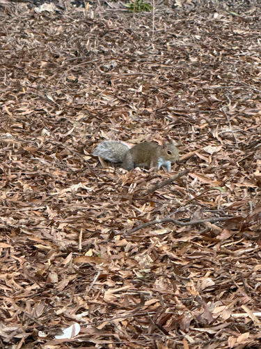 Eastern Gray Squirrel photograph by the iNaturalist community