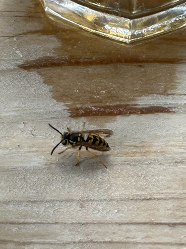 Vespula pensylvanica, 2026-10-23