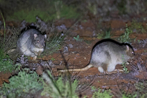 Bettongia lesueur, 2026-10-14
