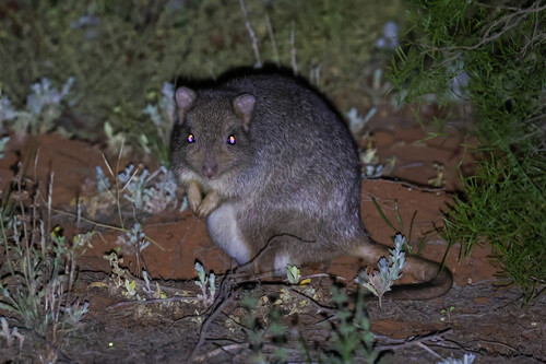 Bettongia lesueur, 2026-10-14