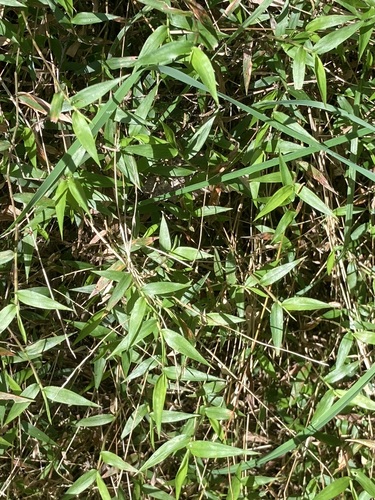 Oplismenus hirtellus observed 2026-10-24