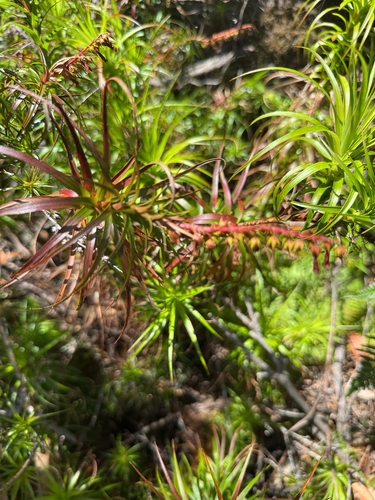 Dracophyllum secundum observed 2026-10-24