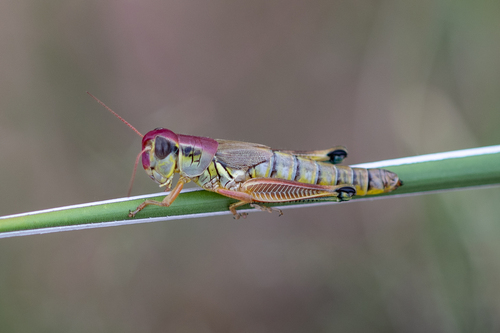 Lakin Grasshopper