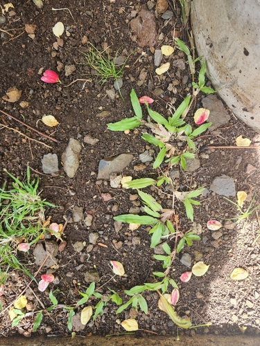 Axonopus compressus observed 2026-10-23