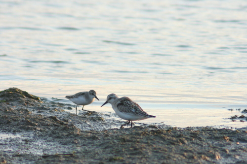 Sanderling photograph by the iNaturalist community