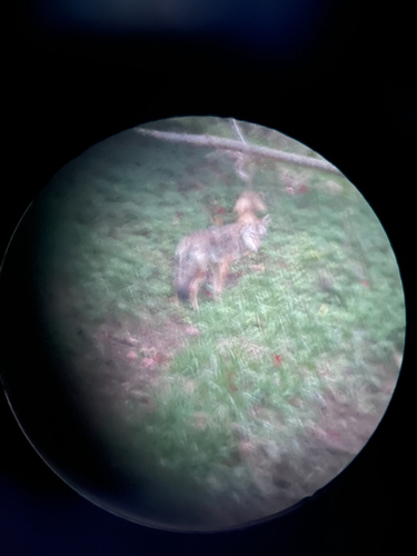 Coyote photograph by the iNaturalist community