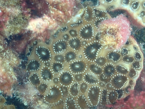 Palythoa tuberculosa observed 2026-10-19