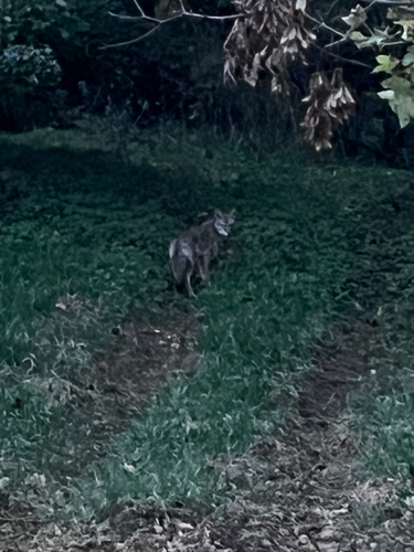 Coyote photograph by the iNaturalist community