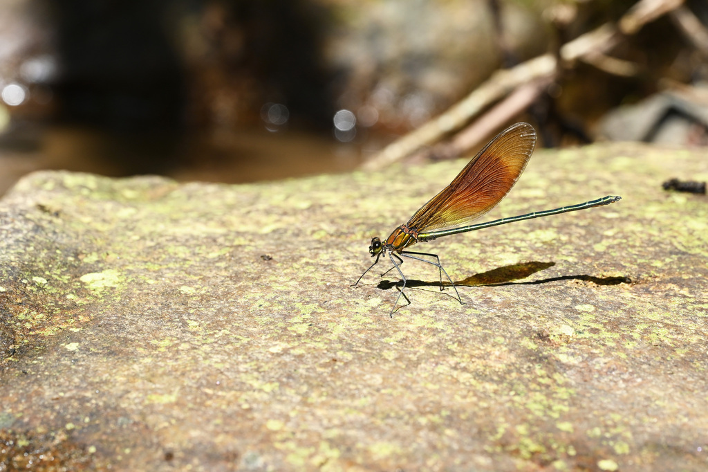 Atrocalopteryx fasciata