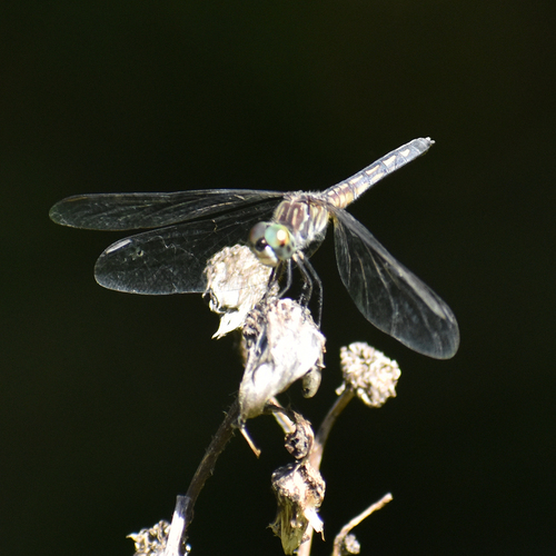Blue Dasher photograph by the iNaturalist community