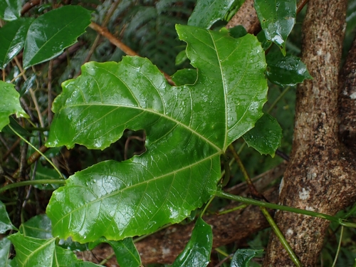 Passiflora edulis observed 2026-10-24