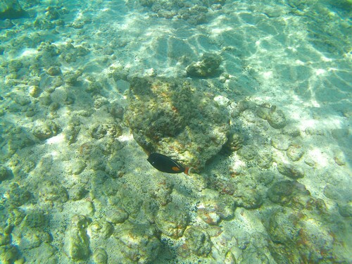 Acanthurus achilles observed 2026-10-15