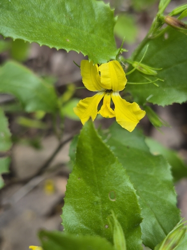 Goodenia ovata observed 2026-10-24
