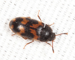Mycetophagus obsoletus