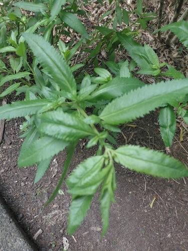 Haloragis erecta observed 2026-10-24