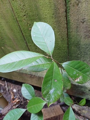 Psidium cattleianum observed 2026-10-24