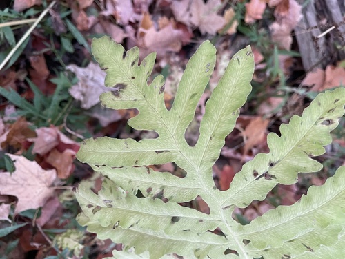 sensitive fern photograph by the iNaturalist community