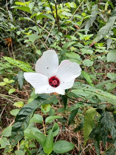 Hibiscus heterophyllus observed 2026-10-23