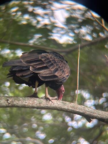 Turkey Vulture photograph by the iNaturalist community