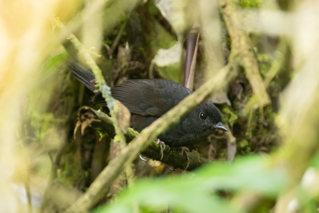 Rufous-Vented Tapaculo