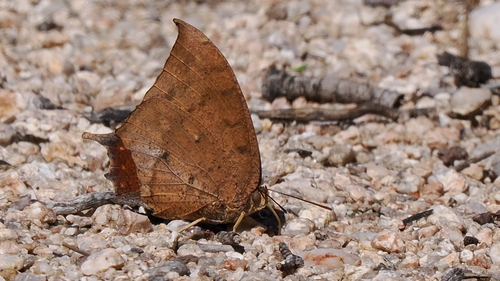 Anaea, 2026-10-23