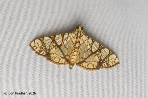 Margaronia observed 2026-10-23