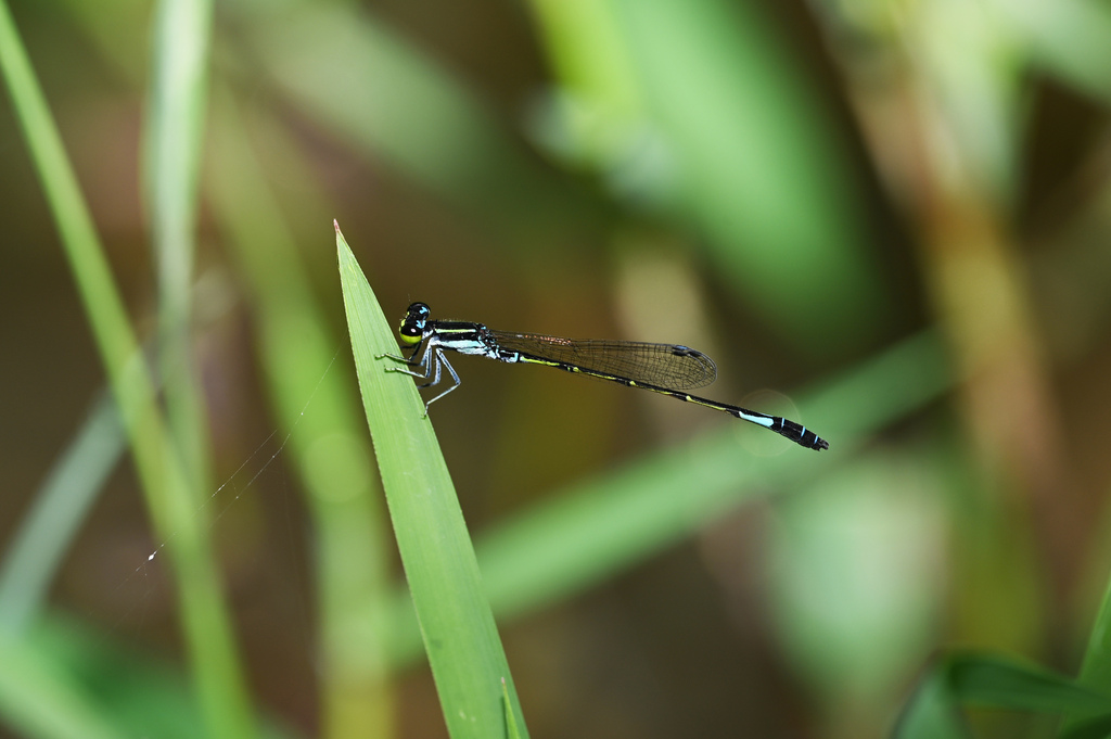 Splendid Dartlet