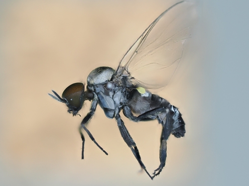 Piper's Black Fly