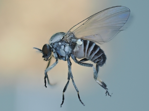 Piper's Black Fly