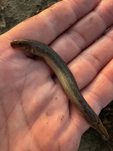 Misgurnus anguillicaudatus observed 2026-10-18