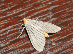 Biturix venosata