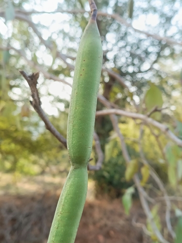 Cassia fistula observed 2026-10-24