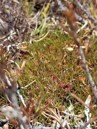 Gaimardia setacea observed 2026-10-24