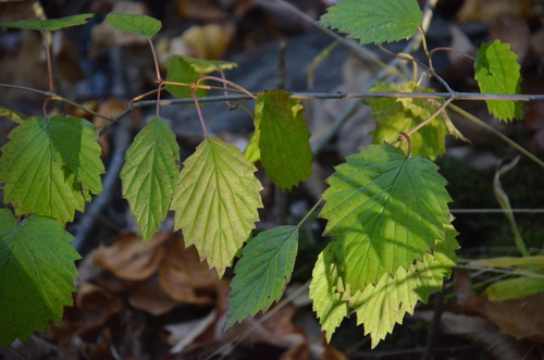 Viburnum dentatum observed 2026-10-23