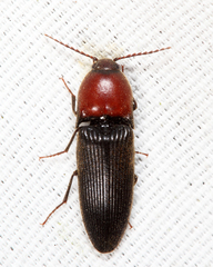 Ampedus rubricollis